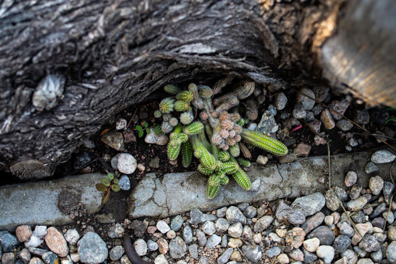 Servicio de hospedaje Calacabana - Cactus